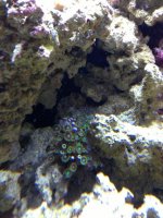 ImageUploadedByReefs1366854029.682072.jpg