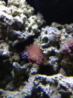 ImageUploadedByReefs1366854040.065349.jpg
