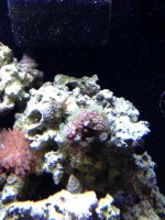 ImageUploadedByReefs1366854050.763140.jpg