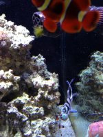 ImageUploadedByReefs1366854062.748585.jpg