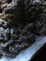 ImageUploadedByReefs1366854078.682299.jpg