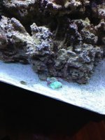ImageUploadedByReefs1366854089.548891.jpg