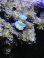 ImageUploadedByReefs1366854099.413051.jpg
