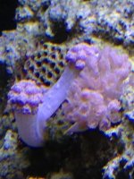 ImageUploadedByReefs1366854128.979819.jpg