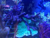 ImageUploadedByReefs1374341820.165306.jpg