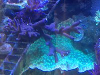 ImageUploadedByReefs1374341912.377539.jpg