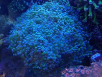 ImageUploadedByReefs1374342042.584372.jpg