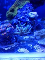 ImageUploadedByReefs1364855010.411850.jpg