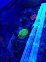 ImageUploadedByReefs1374348436.288592.jpg