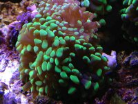 ImageUploadedByReefs1356901606.029973.jpg