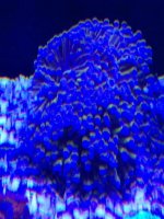ImageUploadedByReefs1374371074.027151.jpg