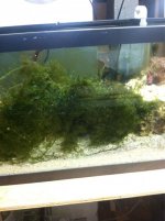 ImageUploadedByReefs1356905319.262863.jpg
