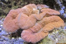 IMG_1683.jpg