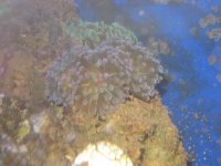 frogspawn.jpg