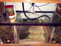 ImageUploadedByReefs1366924805.507191.jpg