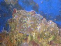 frogspawn2.jpg