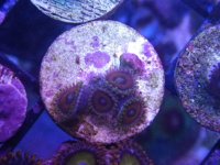 Kaleidoscopes 4p.JPG