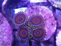 PrattReef Zoas 4p.JPG
