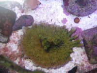 Spongodes Monti 2 2.JPG