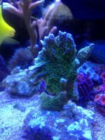 ImageUploadedByReefs1374452265.715335.jpg