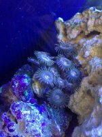 ImageUploadedByReefs1370487644.917914.jpg