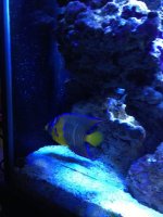 ImageUploadedByReefs1366976201.707317.jpg