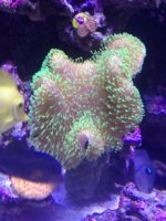 ImageUploadedByReefs1370516514.289619.jpg