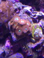 ImageUploadedByReefs1370516546.202350.jpg