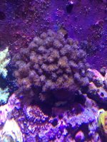 ImageUploadedByReefs1370516566.705483.jpg