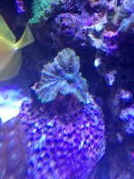 ImageUploadedByReefs1370516579.185824.jpg