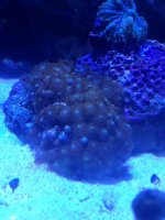 ImageUploadedByReefs1370516589.969071.jpg