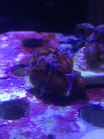 ImageUploadedByReefs1370516609.619048.jpg