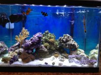 Marineland 20G Tall.jpg