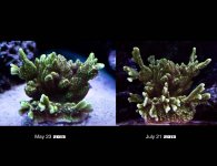 montipora_spongeoid.jpg