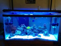 ImageUploadedByReefs1366989387.420284.jpg