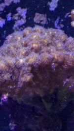 ImageUploadedByReefs1366990497.988281.jpg