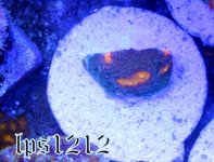 IMG_4155.JPG