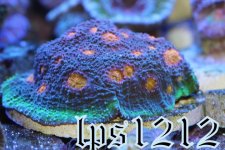 IMG_4081.JPG