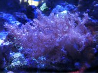 ImageUploadedByReefs1370547990.061763.jpg