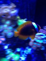 ImageUploadedByReefs1370558459.914728.jpg