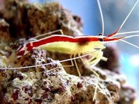 dzingelewiczshrimp_400[1].jpg