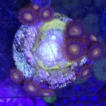ImageUploadedByReefs1367009680.417951.jpg