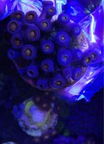 ImageUploadedByReefs1367009714.715855.jpg