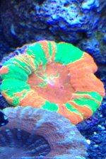 ImageUploadedByReefs1370568227.252737.jpg
