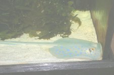 blue spot ray 11.jpg