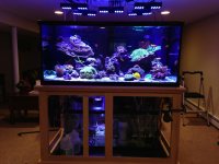 ImageUploadedByReefs1356995258.567410.jpg