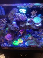 ImageUploadedByReefs1370568307.201032.jpg