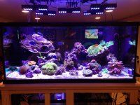 ImageUploadedByReefs1356995270.002311.jpg