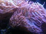 ImageUploadedByReefs1341789490.964399.jpg