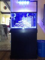 ImageUploadedByReefs1364945352.945054.jpg